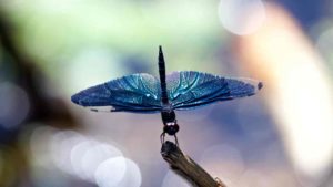 dragonfly spirit meaning