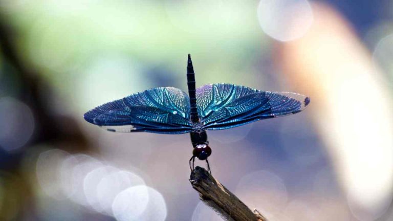 dragonfly spirit meaning