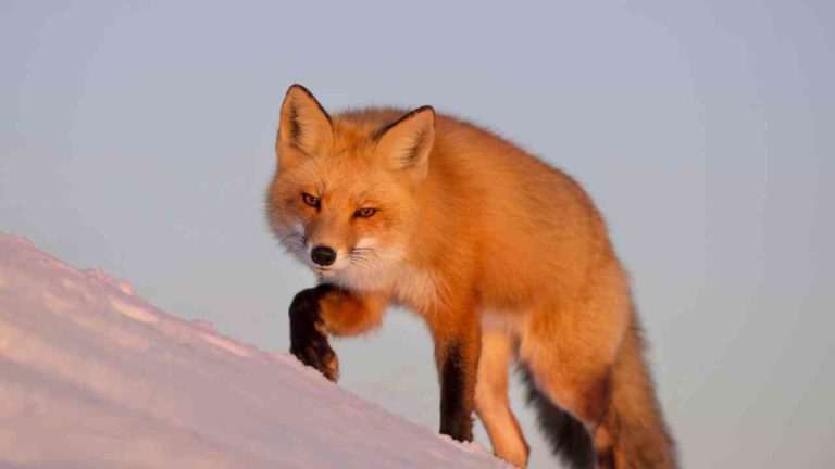 Fox Spirit Animal