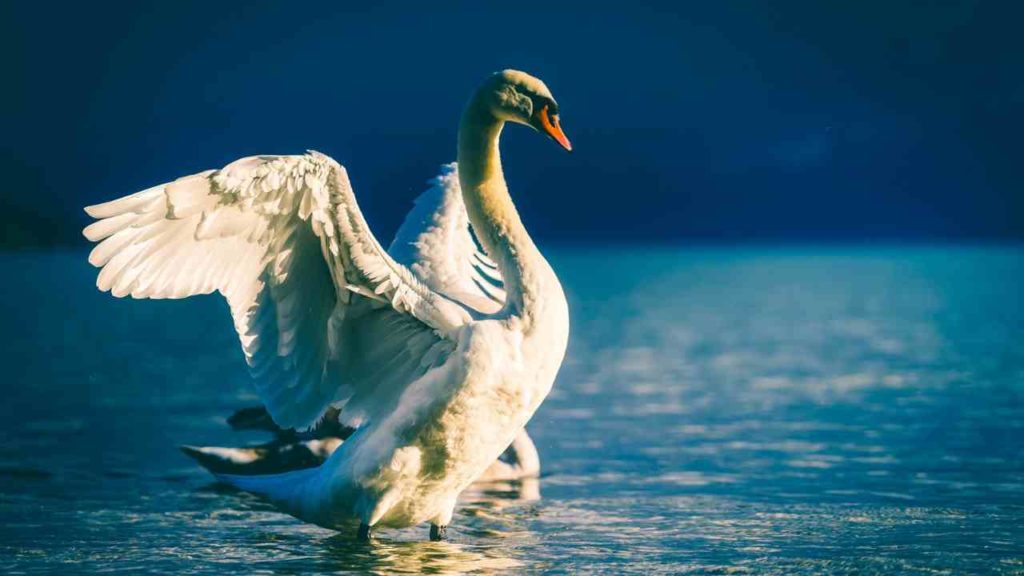Swan spirit animal
