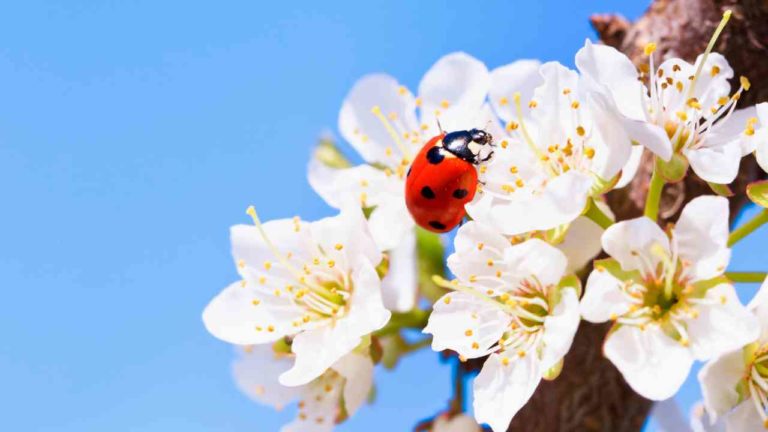 ladybug spirit animal