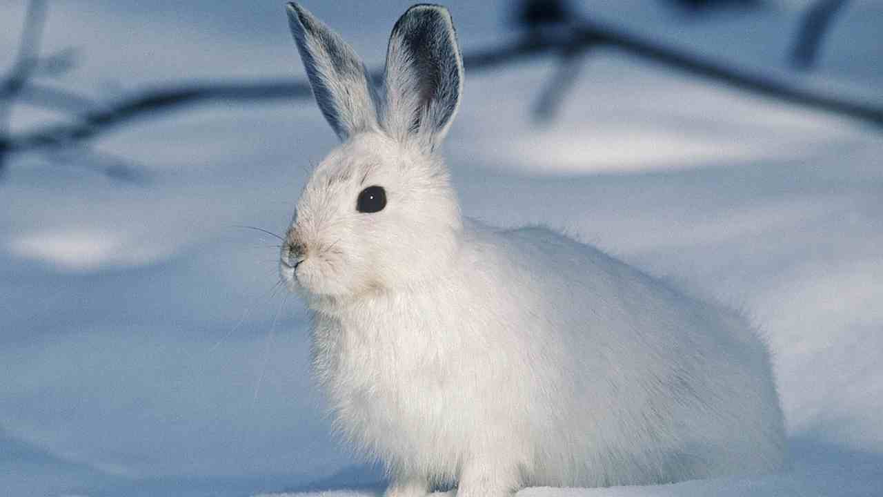 rabbit spirit animal