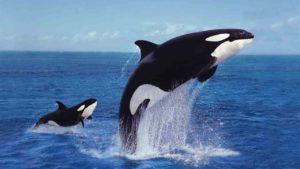 orca spirit animal